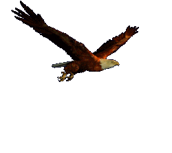 El Aguila Voladora Animados Gif Imagenes 1 - El Águila Voladora Animados Gif Imágenes