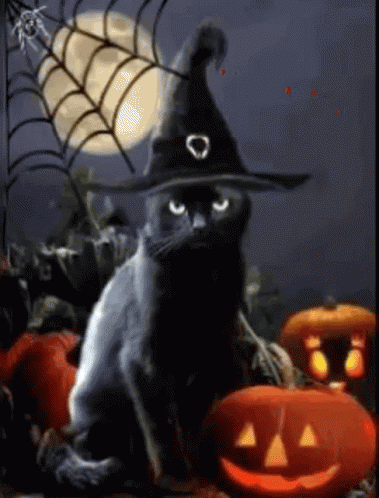 El gato es una brujita malvada Halloween gif imagenes - El gato es una brujita malvada Halloween gif imágenes