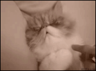 gato mal humor al ser despertado animados gif - gato mal humor al ser despertado animados gif