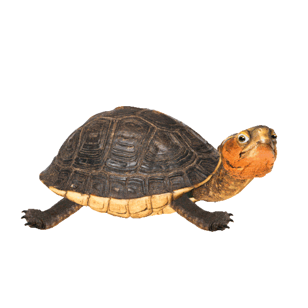 tortuga asustada dibujos stickers animados - tortuga asustada &#8211; dibujos stickers animados